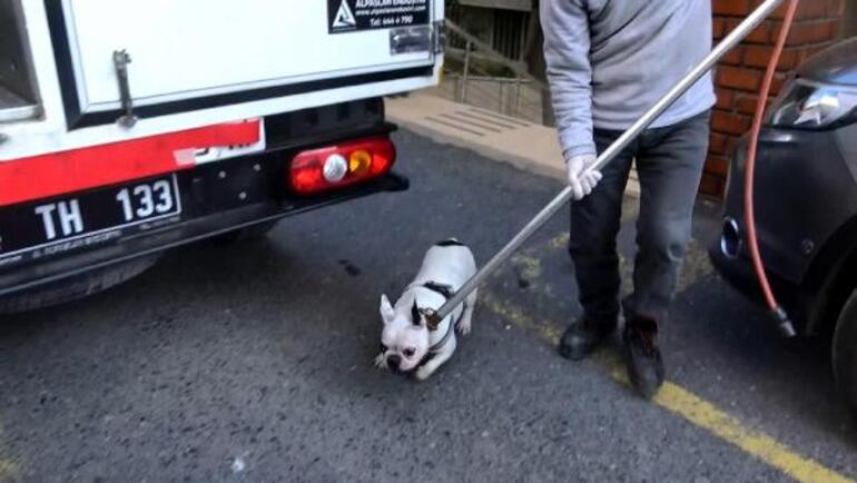 Köpekler evde ölü bulunan sahiplerinin yanına polisi yaklaştırmadı