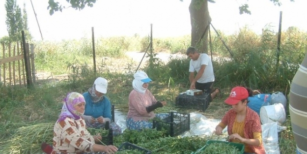Burhaniye’de Stevia Hasadı Kadınlara İş Oldu