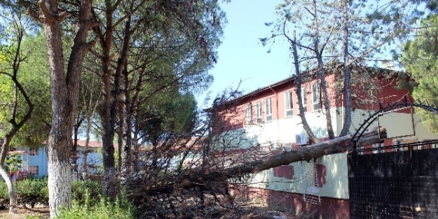 Lodos, Ayvalık’ta Çam Ağacını Devirdi