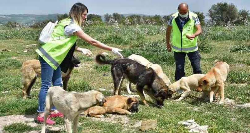 Bursa'da sokak hayvanlarına büyükşehir şefkati