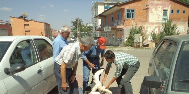 Yaralı Leyleğe Vatandaş Sahip Çikti