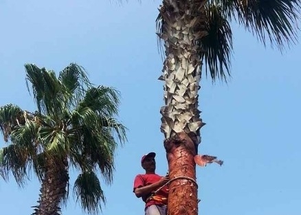 Mersin’in Süsü Palmiyeler Bakıma Alındı