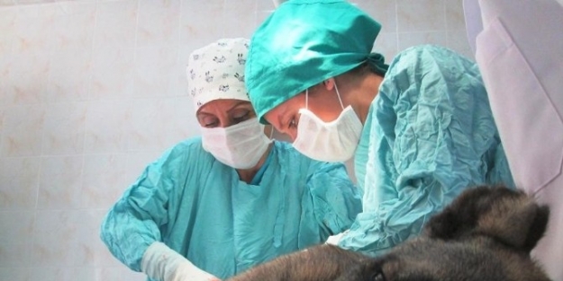 Yaralı Köpeğe Belediye Şefkati