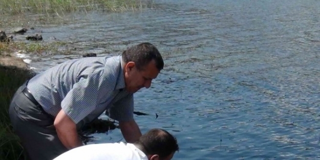 Simav’daki Göletlere 32 Bin Balık Bırakıldı