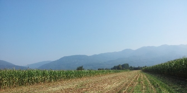 Düzce’de Silajlık Mısırlar Hasadına Devam