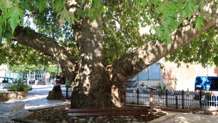 25 metrelik çınar, 549 yaşında