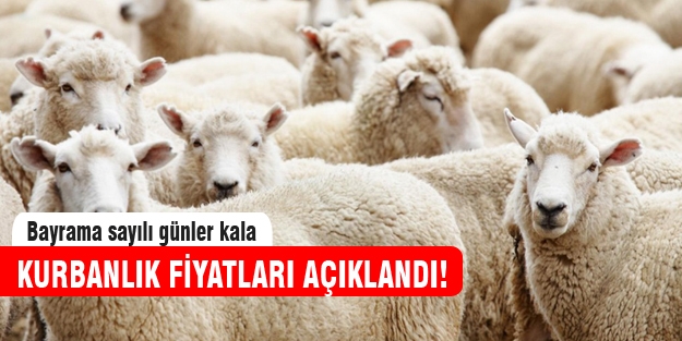 Kurbanlık fiyatları açıklandı!