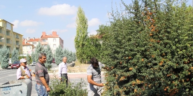 Cihanbeyli’de Ağaçlar Budanıyor