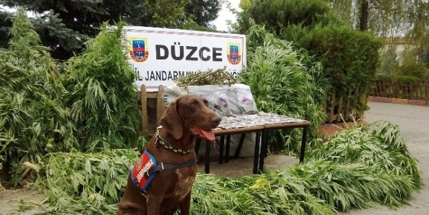Düzce’de Uyuşturucu Madde Ele Geçirildi