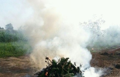 Jandarmadan Kenevir Tarlasına Baskın