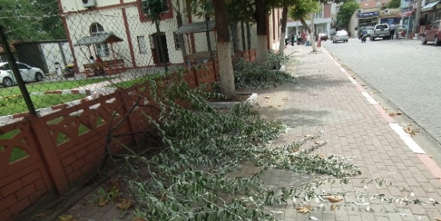 Kesilen Ağaçlar Tepkiye Neden Oldu