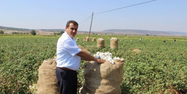 Çiftçiler, Pamuk İçin Umutlu