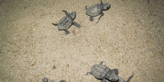 Caretta Carettaların Yavru Çikişlari Tamamlandı