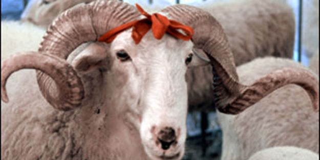 Kurban satıcılarında siftah yok!