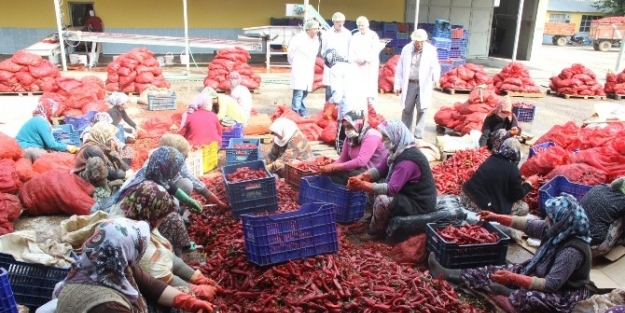 Kulaca’dan Hollanda’ya 450 Ton Biber Salçası