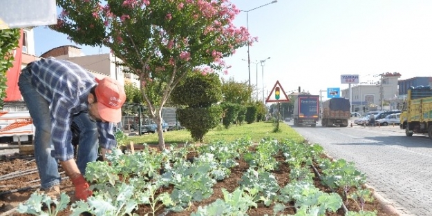 Gölbaşı’nda Refüj Ve Parklara Kışlık Çiçek Dikimi Başladı