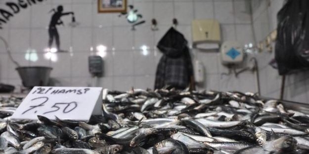 Balık Fiyatları Tavan Yaptı