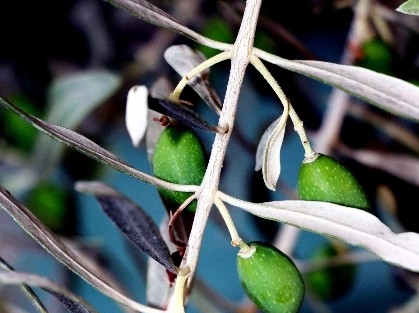 Aydın Dane Zeytin Üretiminde Başı Çekiyor