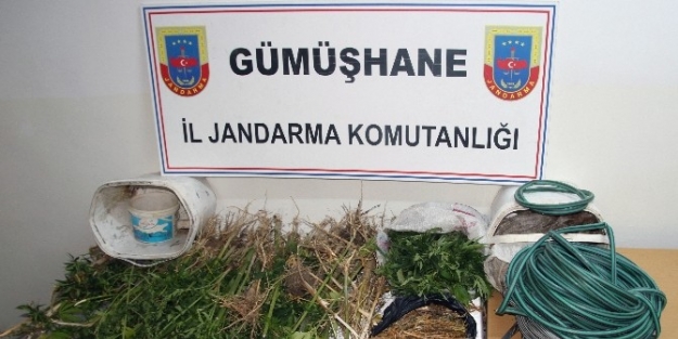 Gümüşhane’de 133 Kök Kenevir Ve 980 Gram Kubar Esrar Yakalandı
