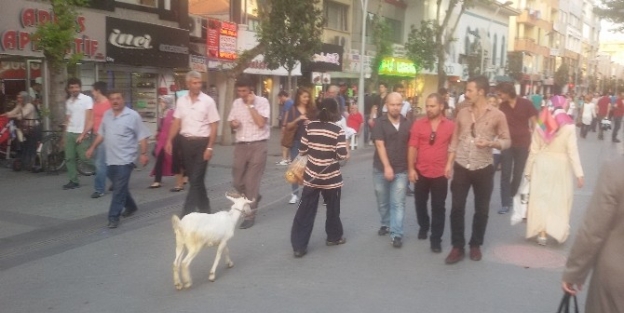 Sakarya’nın En İşlek Caddesinde Keçi Gezdirdi