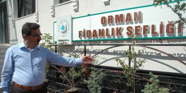 Bebek Şefkati İle Fidan Yetiştiriyorlar
