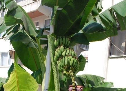 (özel Haber) Muz Tarlası Değil Emlakçi Dükkanı