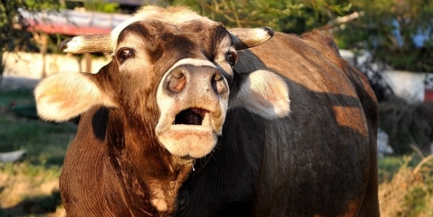 Belediyenin Boğası Oldu