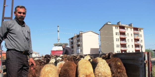 Batı İllerine Kurban Sevkiyatları Başladı