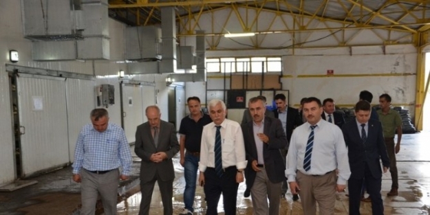 Vali Alimoğlu, Kültür Mantar Üretim Tesisini Ziyaret Etti