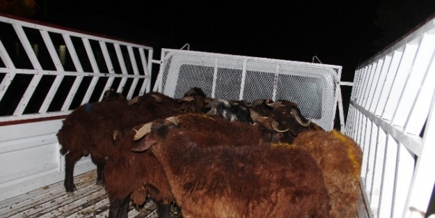 Kurban Hırsızlığına Geçiş Yok