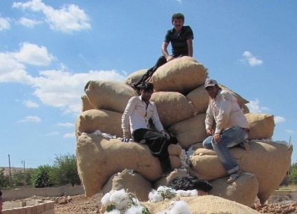 Araban Ovası’nda Pamuk Hasadı Başladı