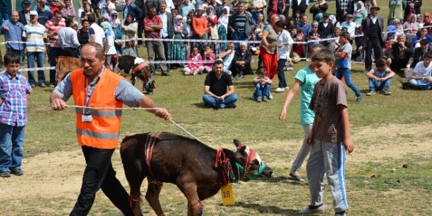 14. Çambaşi Yayla Şenliği Renkli Başladı