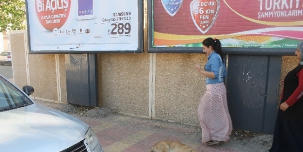 Sokak Köpekleri Vatandaşları Korkutuyor