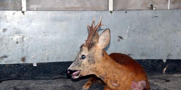 Yol Kenarında Yaralı Karaca Bulundu