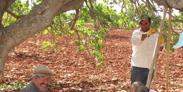 Antepfıstığı Üreticilerin Yüzünü Güldürdü