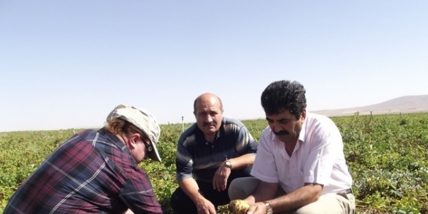 Aksaray’da Patates Tarlaları Kontrol Ediliyor