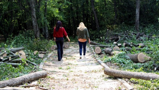 Yol için ağaç kestiler