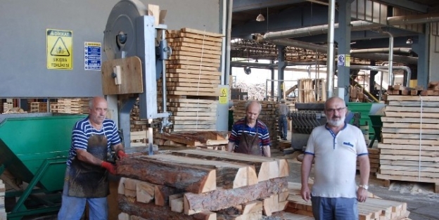 Balcıoğlu: “kereste Sektörüne Verilecek Destek Cari Açığı Düşürür”