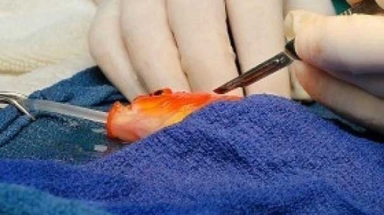 Balığa beyin ameliyatı!