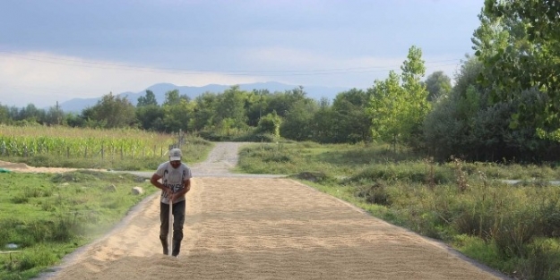 Kara Yolu Çeltik Harmanı Oldu