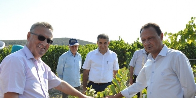 Manisa’da Organik Sofralık Üzüm Yetiştiriciliği Hızla Artıyor