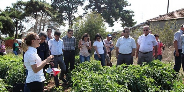 Çiftçiler Entegre Mücadeleyi Tarlada Öğreniyor