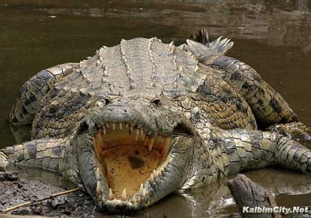 Kendini timsahların önüne atarak intihar etti!