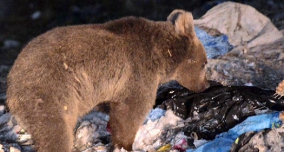 Şehri ayılar bastı!