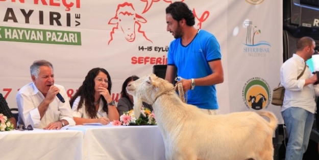 En Güzel Koç Ve Tekeler Yarışacak