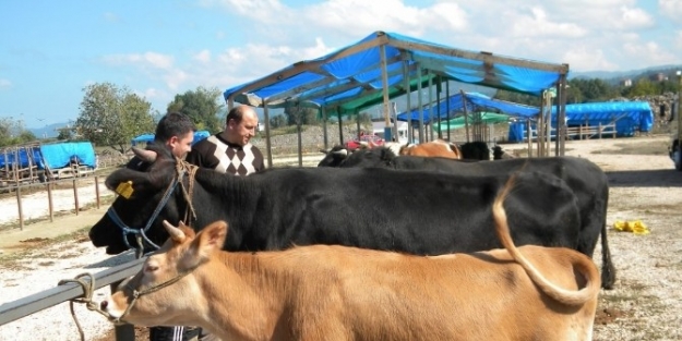 Kurbanlık Alacak Vatandaşlara Uyarılar