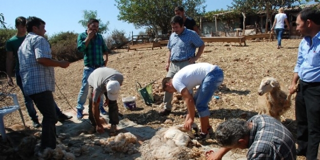 Didim’in Sertifikalı Çobanlari Olacaklar