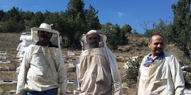 Kelkit’te Bal Hasadı Başladı