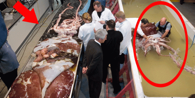 Dev yaratık müzede sergileniyor