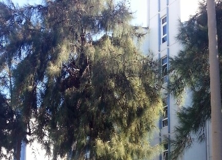 Abd’den Meslek Öğrenmek İçin Geldi Aşırı Dozdan Öldü